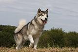 ALASKAN MALAMUTE 698